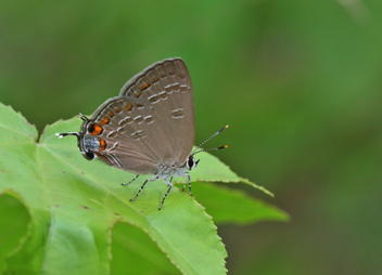 King's Hairstreak